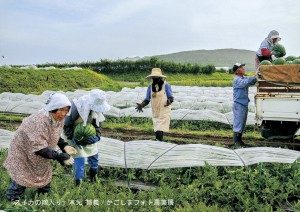 スイカの嫁入り