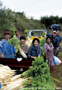 漬物大根の収穫