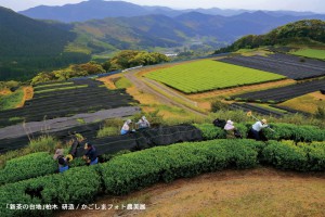 新茶の台地